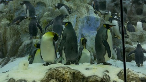 Ungraded: King penguins and Gentoo penguins behind the glass of enclosure at the zoo. Ungraded H.264 from camera without re-encoding.