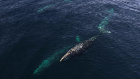 Gray Whale spouts among a pod of 7 whales migrating with Common Dolphins near Catalina Island.