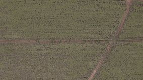 Sugar cane farm aerial shot by drone in brazil, video moves forwards, crosses highway and finds another crop field