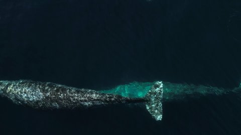 Amazing drone view of Gray Whales migrating together near Catalina Island on whale watching excursion.