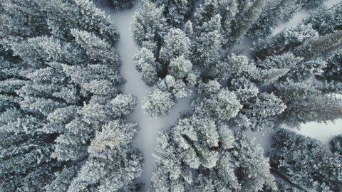 Top Down Drone Aerial View Of Man Splitboarding Alone Through Snowy Rocky Mountains Alpine Forest Pine Trees With Light Snowfall.