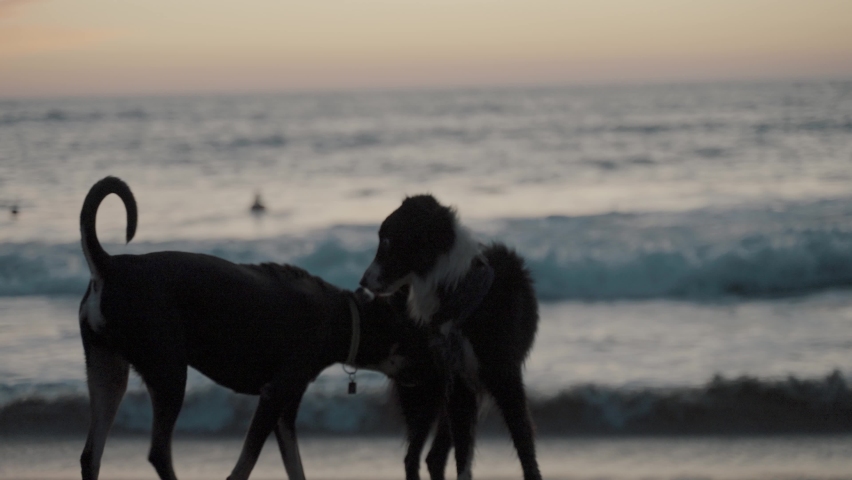 Two dogs playing at the beach during sunset in Slow-motion