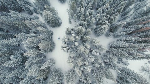 Top Down Drone Aerial View Flying Above Man Splitboarding Alone Through Snow Covered Rocky Mountains Alpine Forest Pine Trees With Snowfall.