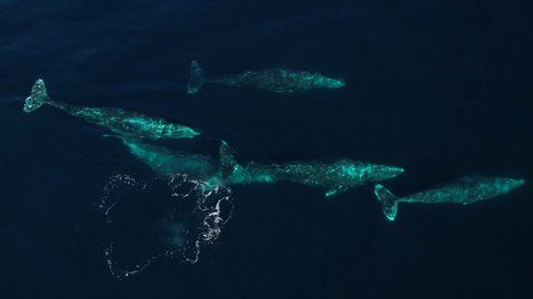 Large pod of Gray Whales migrating near Catalina Island in Southern California.