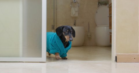 Dachshund with black fur and ginger spots dressed in blue-colored terry coat runs out of opened door of hotel bathroom close view