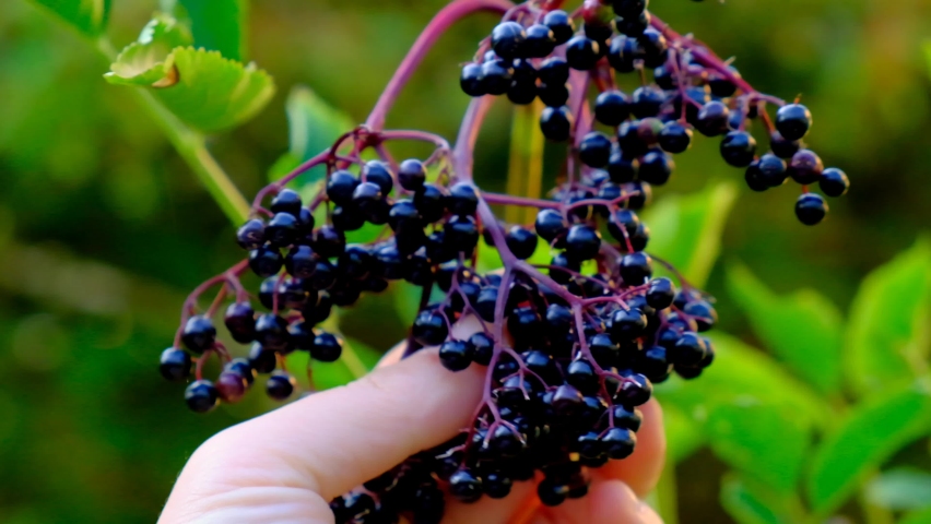 Elderberry berries in female hands close-up. y 4k footage | Shutterstock HD Video #1087829309