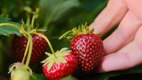 Strawberry harvest.Ripe strawberries in a female hand.summer berries. hand picks Red strawberries from a bush in the rays of the sun in the summer garden.slow motion.Strawberry berry. 