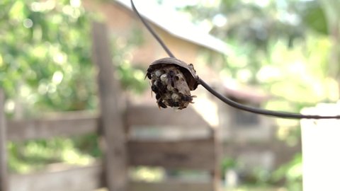Swarm of wasps hanging in nest attached to wires on blurred background