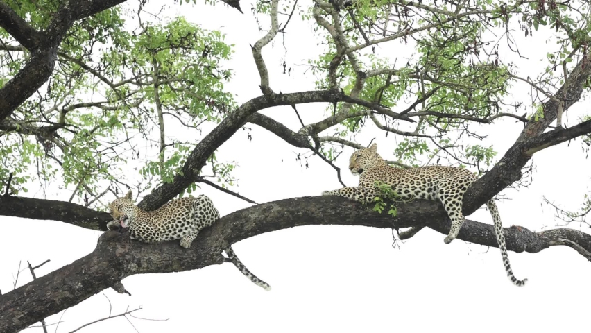 Wide shot of a female leopard relaxing with her cub up in a tree, Greater Kruger. 