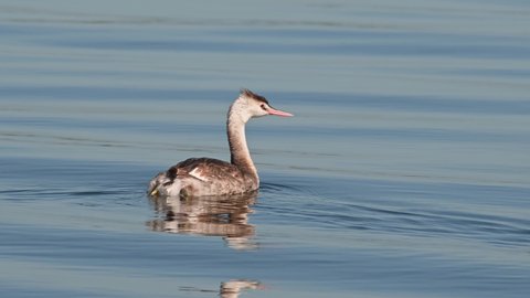 Seen facing to the right and then to the left as it floats around as captured from aing boat, Great Crested Grebe Podiceps cristatus Bueng Boraphet Lake, Nakhon Sawan, Thailand.