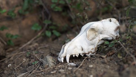 Skull from dead dog lying on the ground in backyard with teeth visible