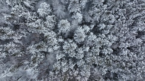 Spectacular aerial top of snow-covered woods ascending shot 