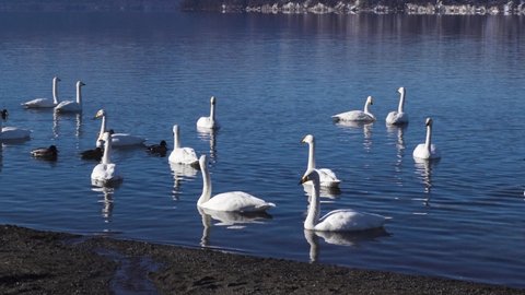 Footage of swans at Lake Kussharo, Hokkaido, Japan