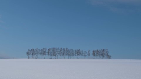Footage of group of trees in the snow on a sunny day, Biei, Hokkaido, Japan