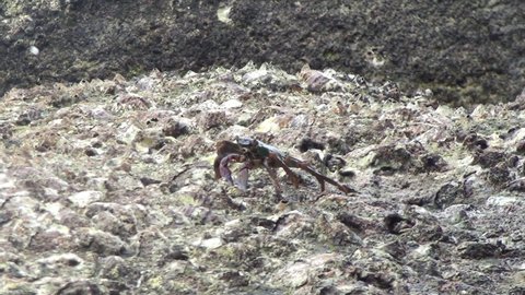 Bricklayer crab runs on stones and rocks along the seashore. Amazing tropical world of Semilan Islands, Thailand