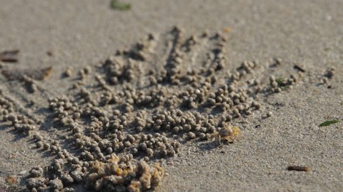 Close up of ghost crab makes balls of sand while eating. Soldier crab or Mictyris is small crabs eat humus and small animals found at the beach as food