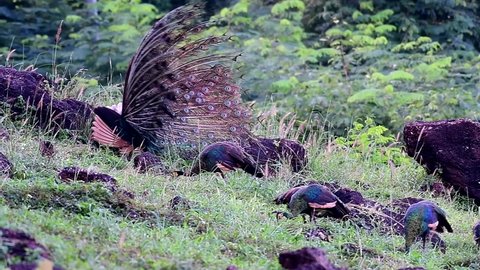 Green peafowl male and female in nature.