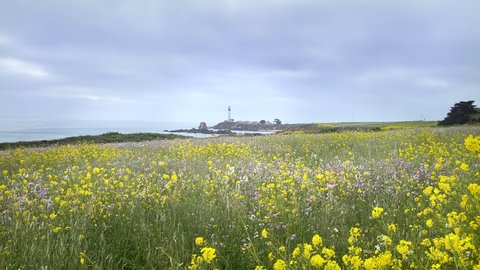 Blooming meadow with wildflowers in front of the Pigeon Point lighthouse, California
