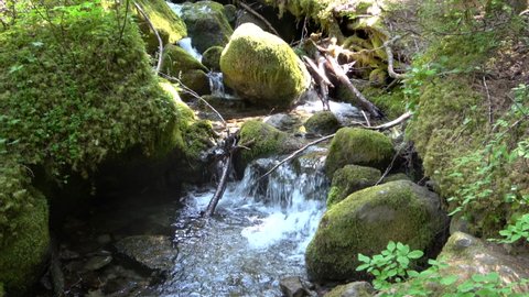 Creek in the Mount Rainier National Park, Washington