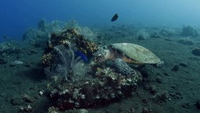 Hawksbill Sea Turtle - Eretmochelys imbricata feeding on a sponge. Underwater world of Tulamben, Bali, Indonesia.
