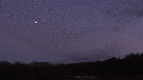 Birds flying with moon background murmuration coming to roost England UK 4K - Powered by Shutterstock - Get 15% off with code: PIKWIZARD15