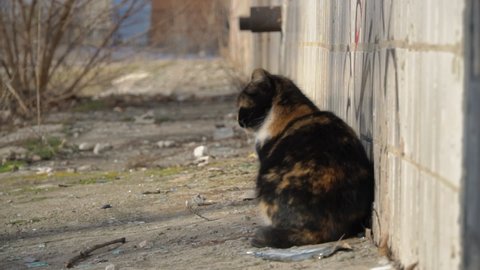 Street homeless shabby cat sits on the street, on a tile near the house slow mo. Wild homeless cat in a poor city. The concept of wild animals living on the streets of a big city. Shelter for cats