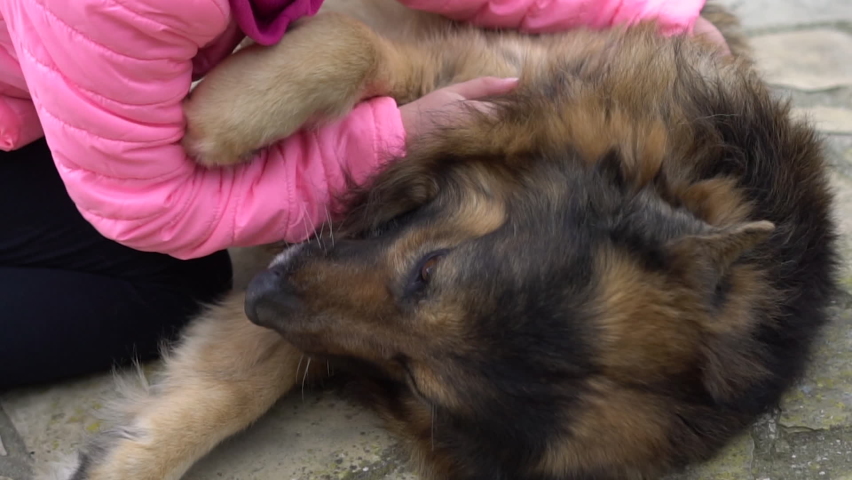 Little girl petting and playing with her senior german shepherd dog. Slow motion video