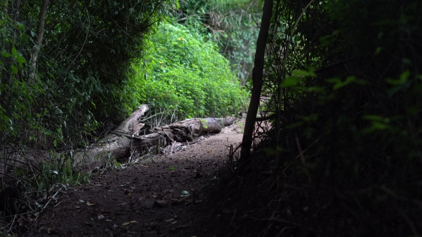 a dark oath through a dense forest in nature.