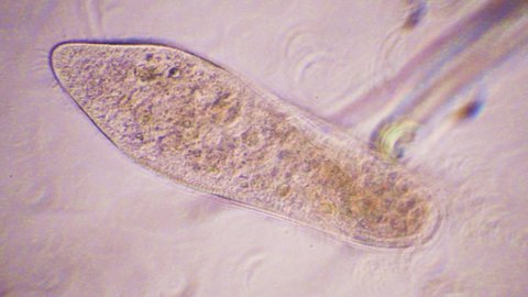 Paramecium, genus of microscopic, single-celled, and free-living protozoans