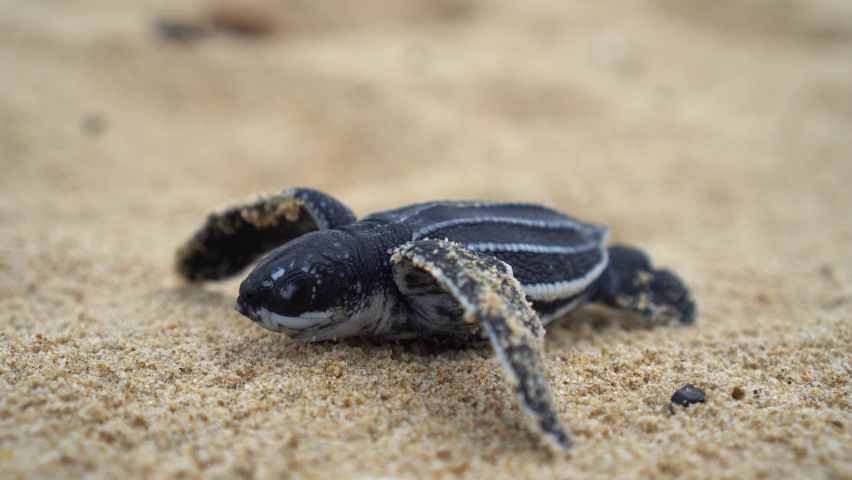 baby leatherback
sea turtle hatchling and guides it towards the sea Royalty-Free Stock Footage #1087842097