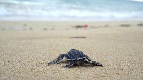 releases
a baby leatherback
sea turtle hatchling and guides it towards the sea