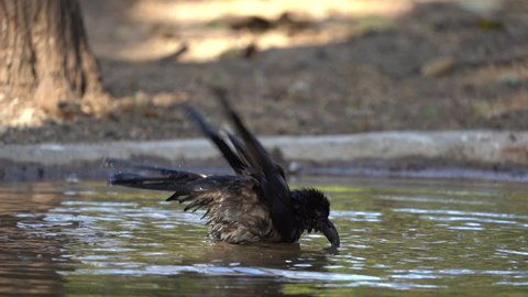 Jungle crow bathing and cleaning its body in man made water point at Gir Sanctuary and National Park, Sasan, Gujarat, India.  