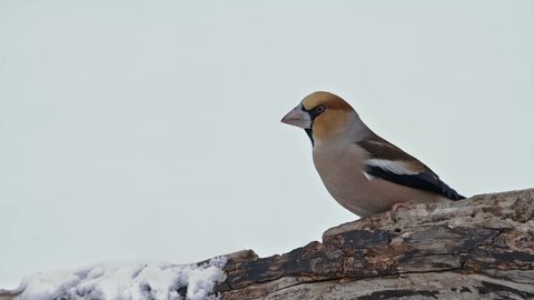 Hawfinch bird (Coccothraustes coccothraustes) eating seeds at cold snowy winter day.