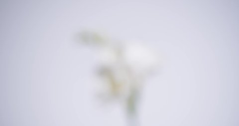A close up Freesia isolated on a whit background