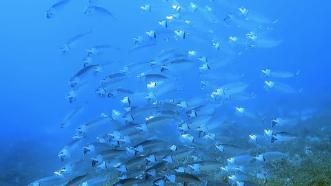 A school of tropical fish observed diving in front of the deep blue ocean.