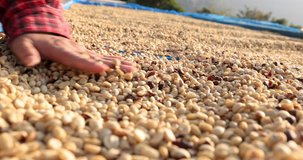 close up hand farmer female check the quality of the coffee beans that have been died on the floor, footage 4k video slow motion 