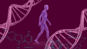 Animation of chemical formulas and data processing over dna chains and walking human body. human biology, biotechnology, science and technology concept digitally generated video.