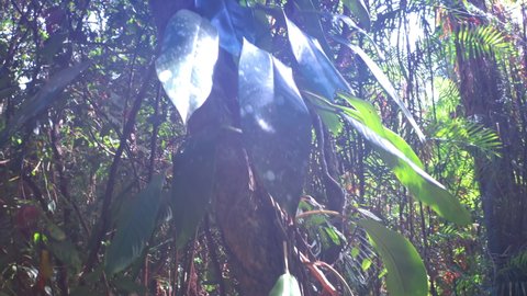 Sunshine in jungle forest. Hanging plants, creepers and vines of Mossman gorge