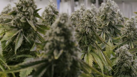 Canadian Marijuana Plant Bud, Grow Room, Canadian Medical Marijuana Industry