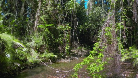 Rainforest lianas and creeper vines in jungle of Daintree national park