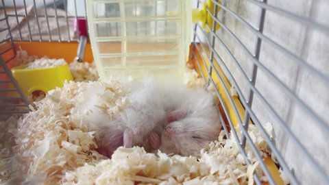 Golden hamster sleeps in the cage. Syrian hamster napping in sawdust