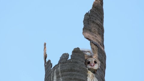 An individual seen resting its head on the wall of its nest and then looks out to entertain as the camera tilts up, Barn Owl Tyto alba Thailand.