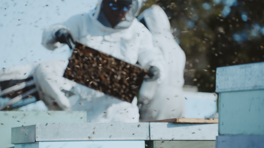 Millions of bees flying around beekeepers doing maintenance on Langstroth bee hives Royalty-Free Stock Footage #1087864319