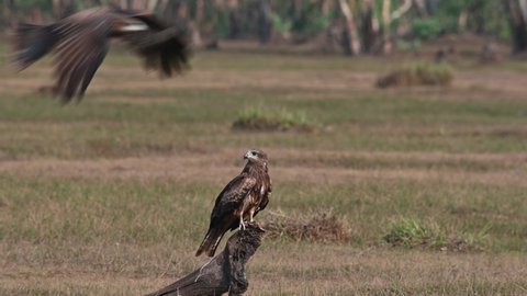 Perched on a root jutting out of the grass land while other birds fly around, Black-eared Kite Milvus lineatus Pak Pli, Nakhon Nayok, Thailand.