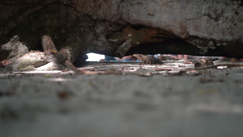 Iguana in the shade of a fallen log on a tropical island beach