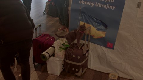 Refugee child with the baggage with cat. Civilians are leaving Ukraine due to Russia's military aggression. Help Ukraine. Wilsonova 300, Prague, CZ 03.03.2022