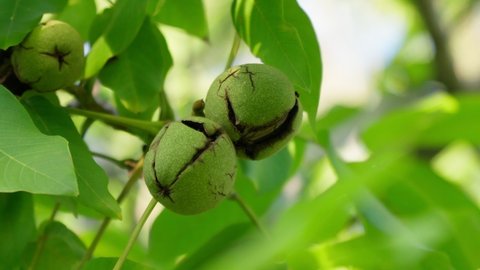 Green ripe walnuts on branch. Raw walnuts in a green nutshell. Fruits of a walnut.