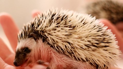 Baby hedgehog is drooling. African pygmy hedgehog.Small hedgehog in hand on a blurred light background. prickly pet.