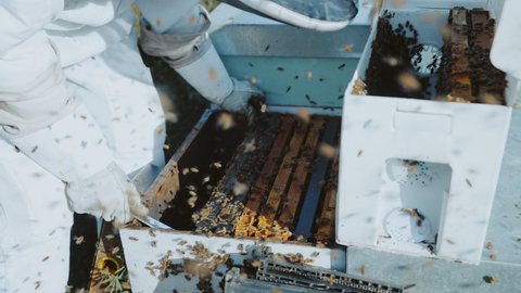 Beekeeper putting back hive frames into box, queen excluder, bees swarming around