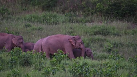 An herding to the right and then a calf is left behind waiting for its parents as they continue to the right, Indian Elephant, Elephas maximus indicus, Khao Yai National Park, Thailand.